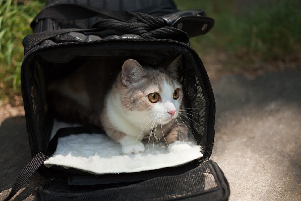 Cat sitting inside of a cat carrier