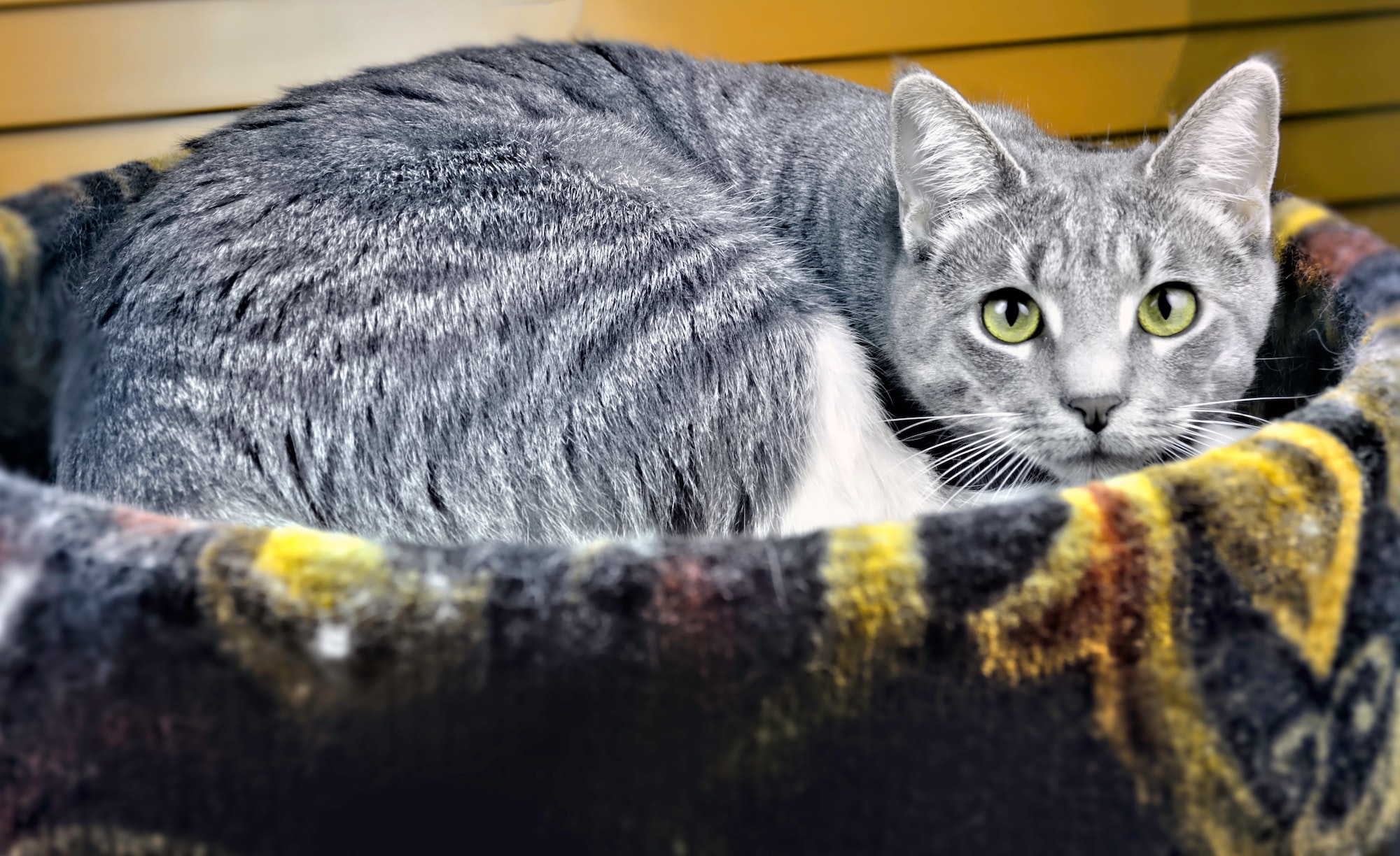 gray cat laying in cat bed