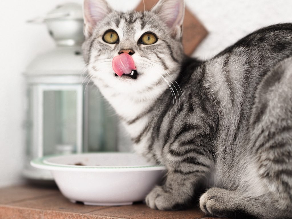 Katė laižo lūpas virš maisto dubenėlio