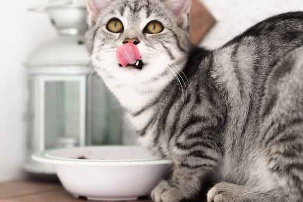Cat licking lips over food bowl