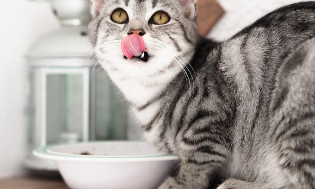 Cat licking lips over food bowl