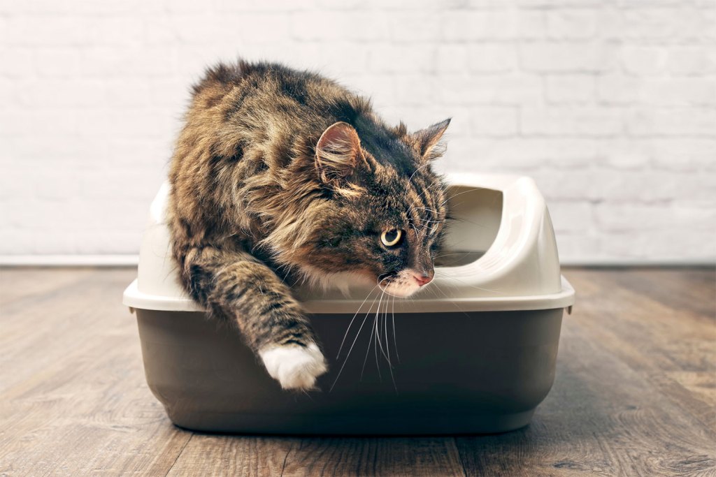 How much cat litter to put in box How much cat litter to put in box