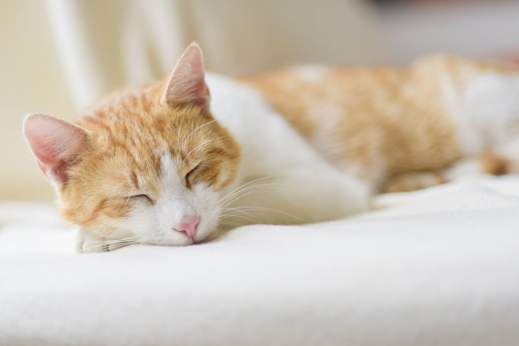 Cat sleeping on a bed