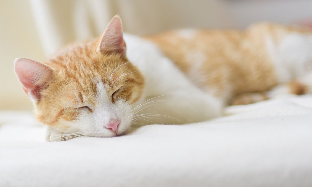 Cat sleeping on a bed