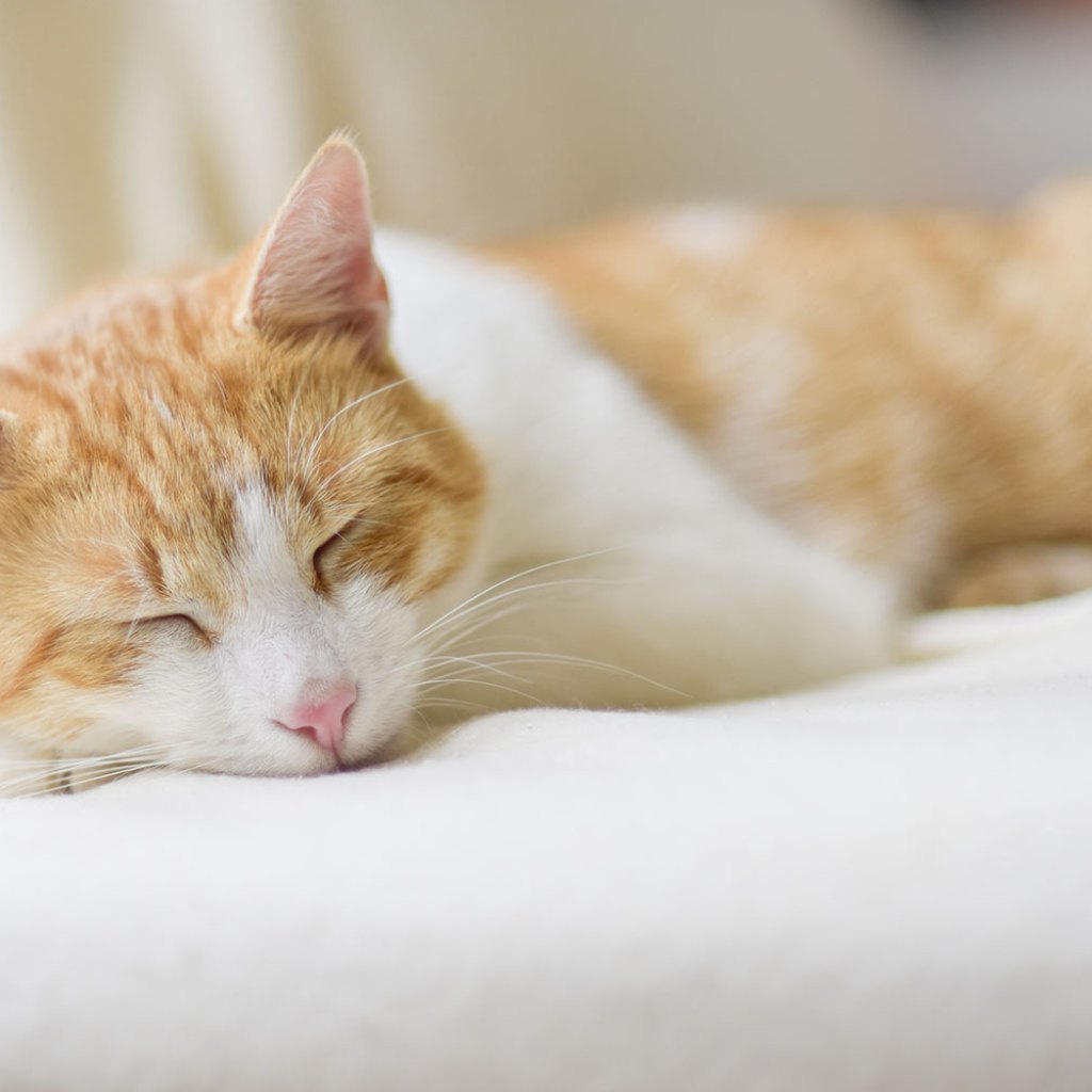 cat sleeping