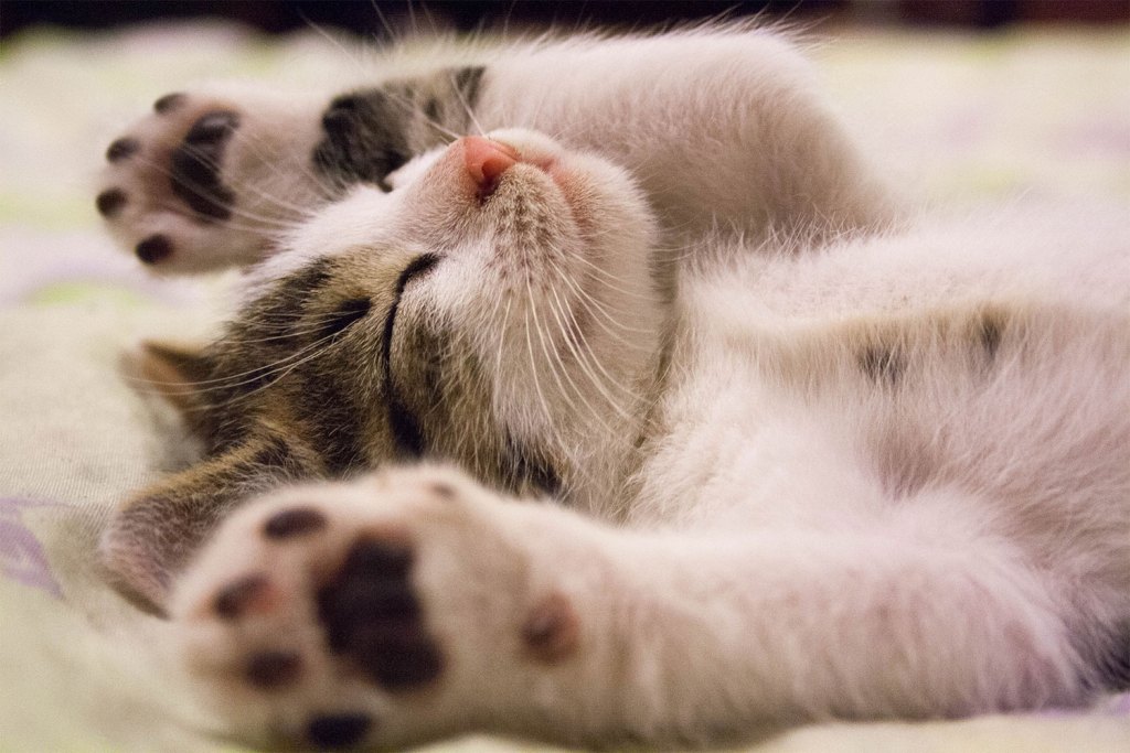 Small cat sleeping on her back