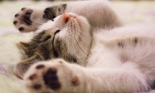 cat sleeping
