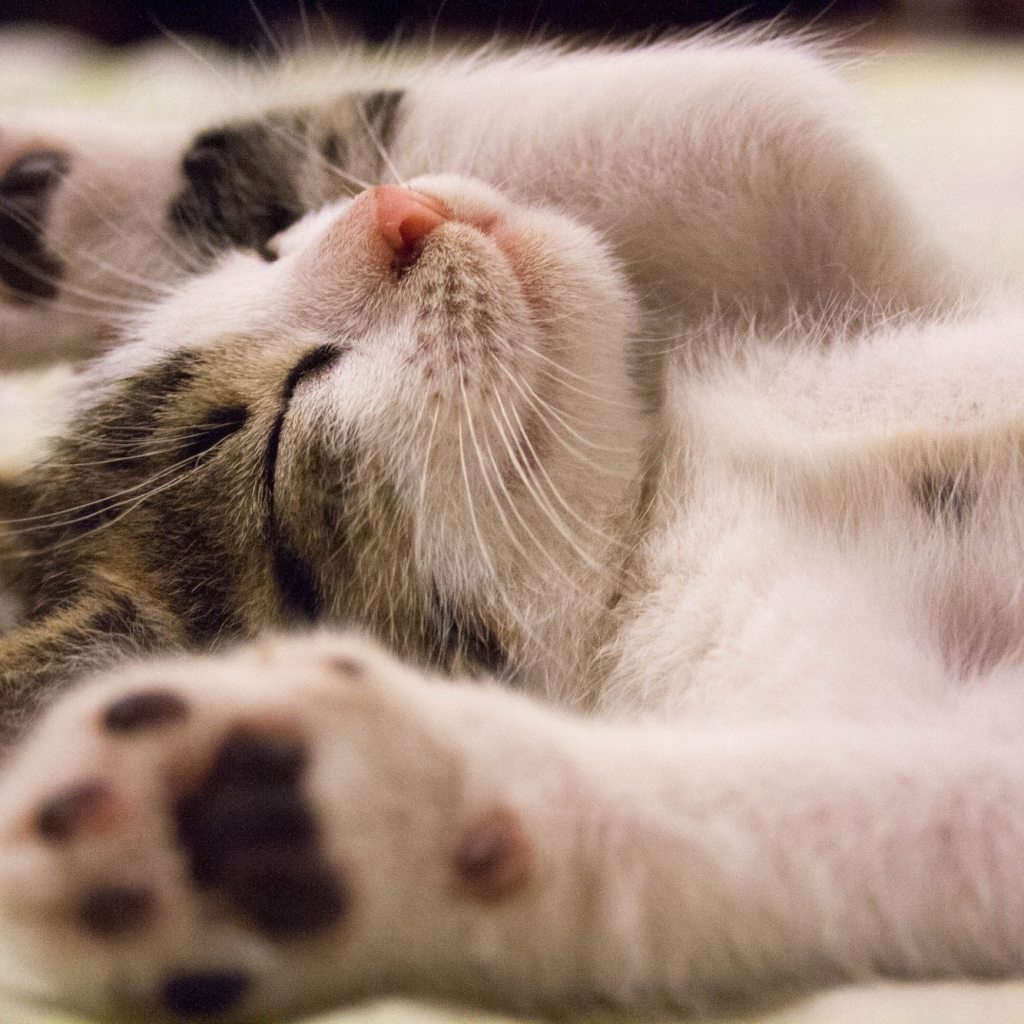 cat on back with paws up and eyes closed
