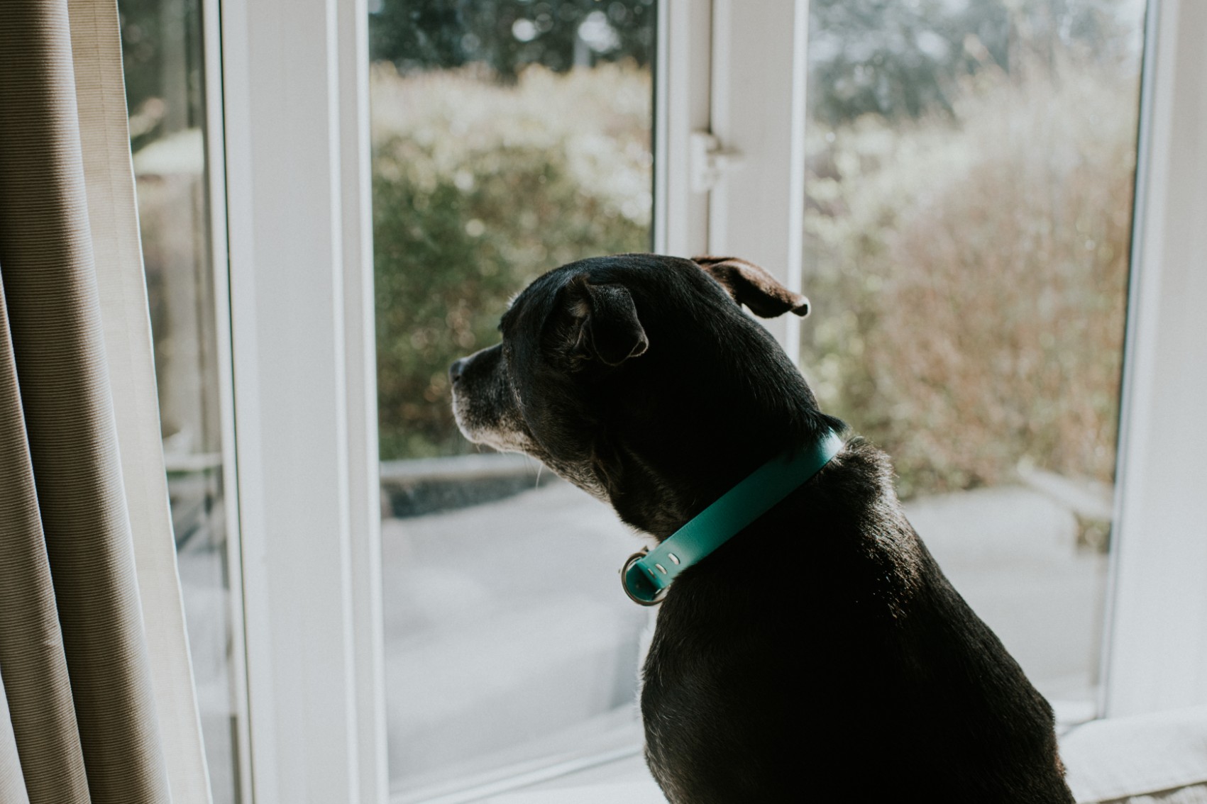 Old black dog sleeping