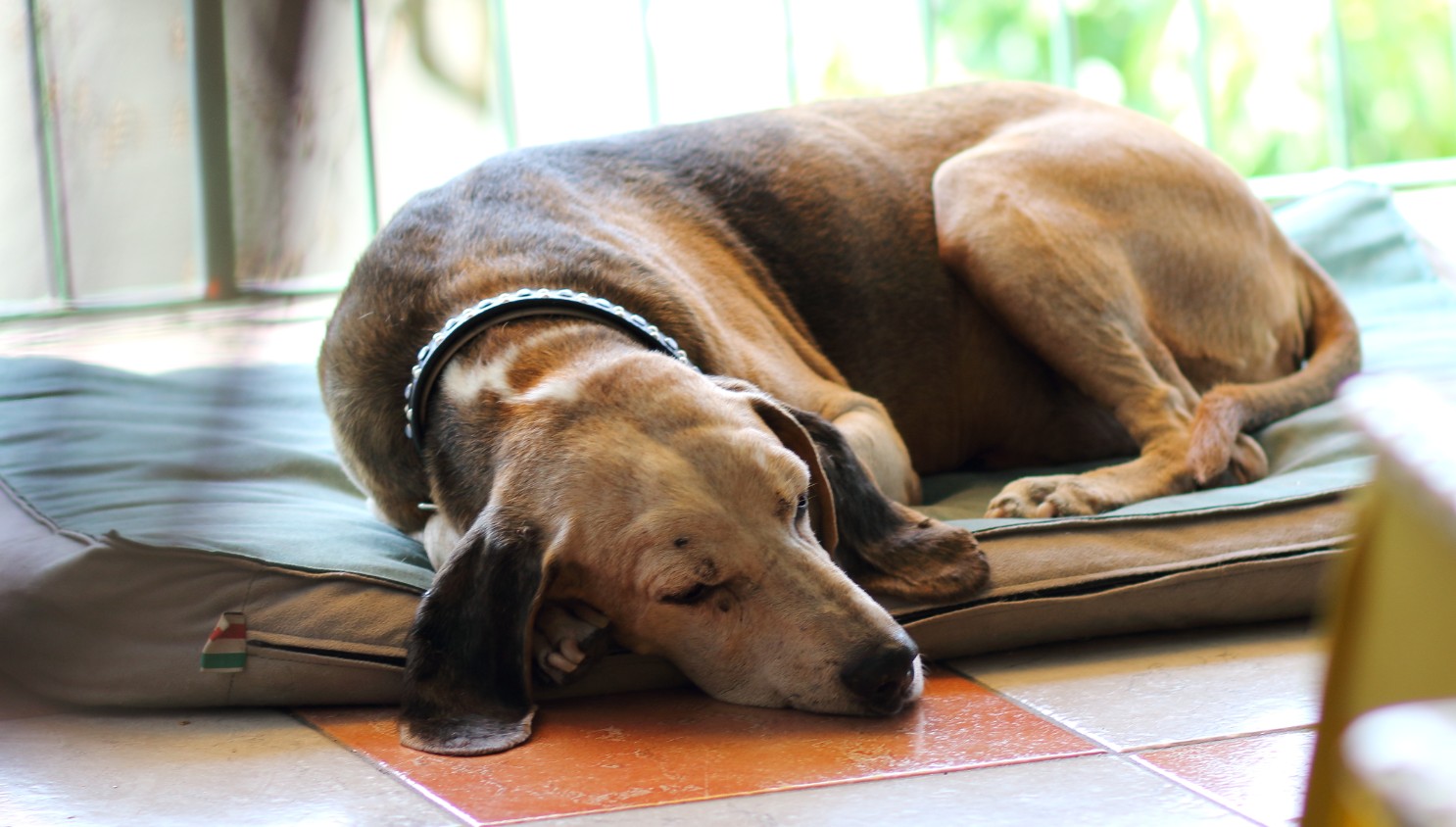 Old brown dog sleeping on floor
