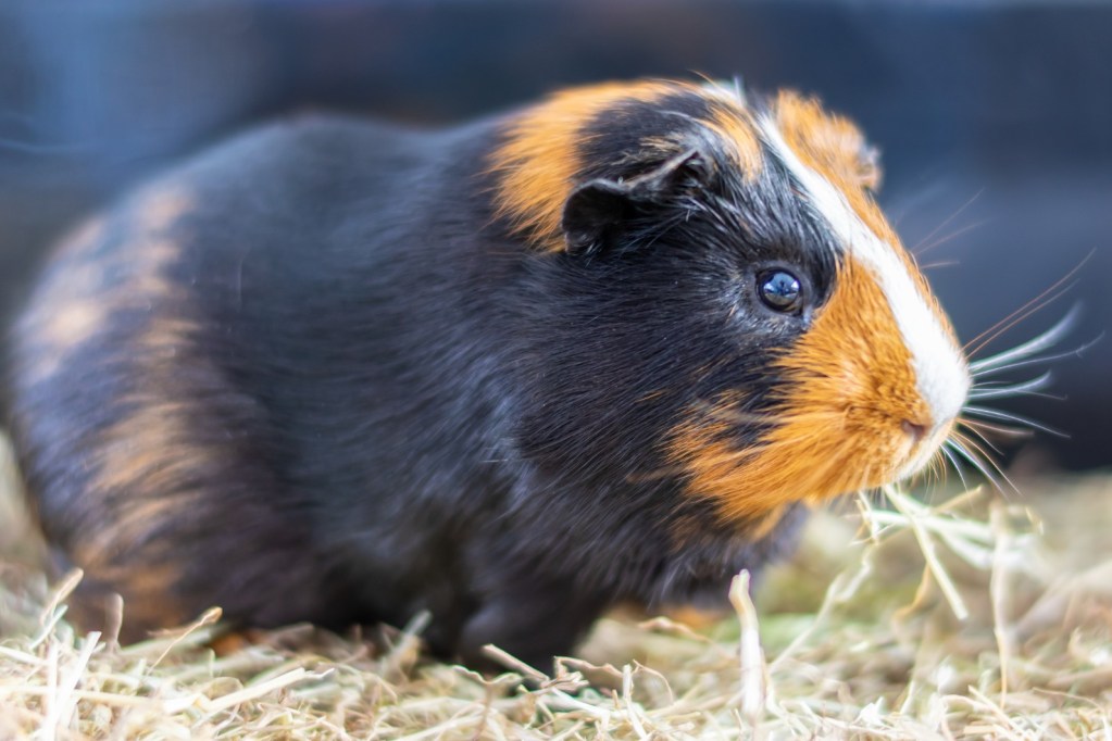 Guinea pig on hay