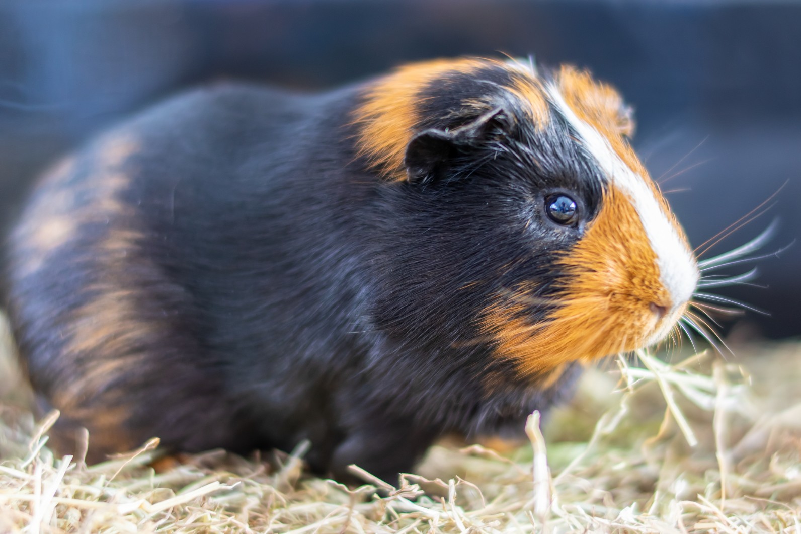 So Just What Is The Difference Between A Guinea Pig Vs Hamster