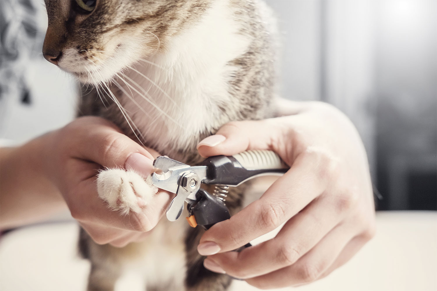 Trimming Your Cat's Claws - Corydon Animal Hospital