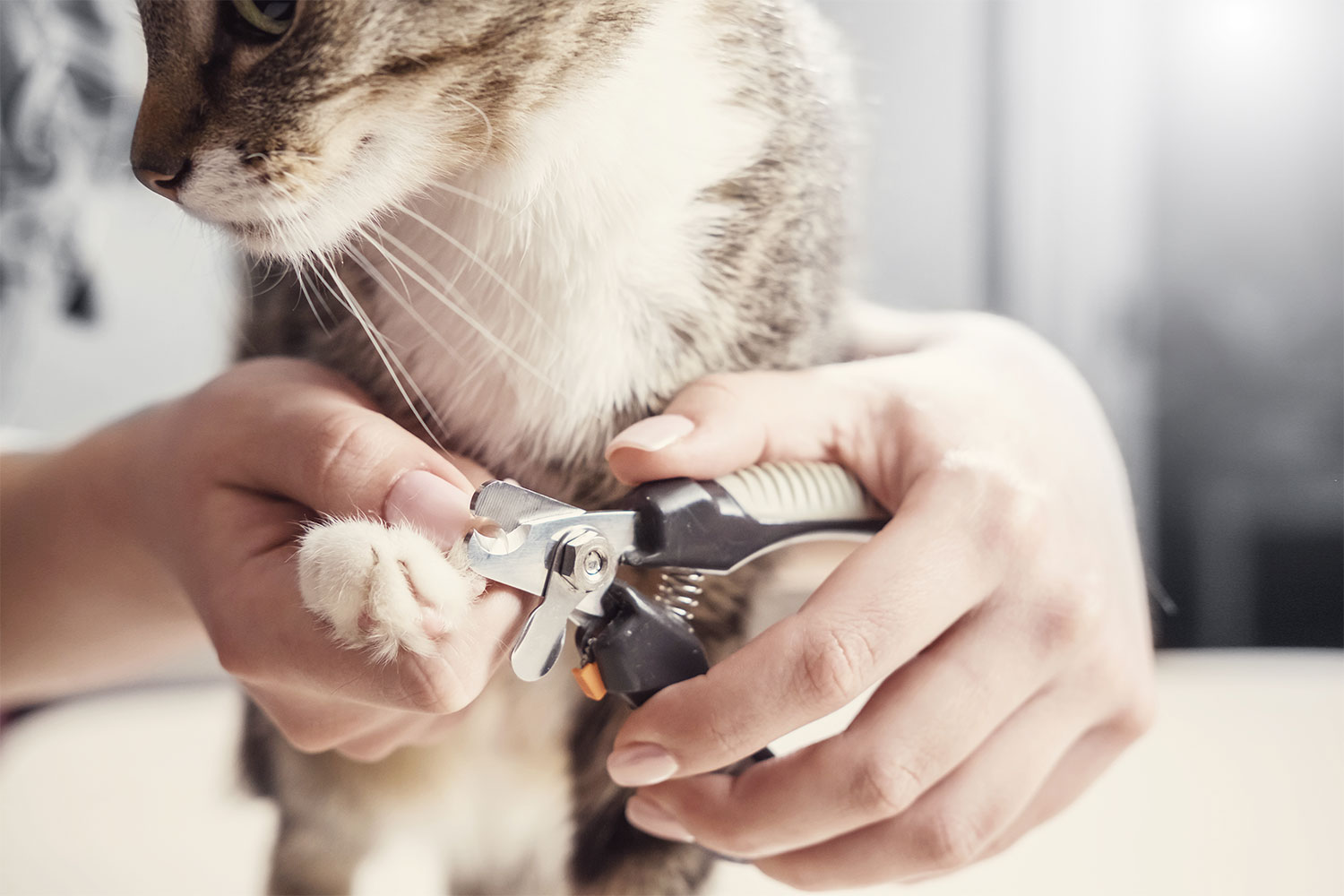clipping cat claws