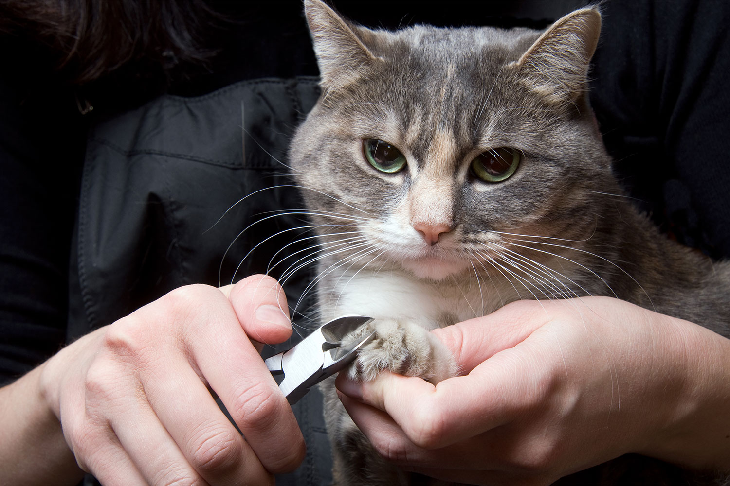 clipping cat claws