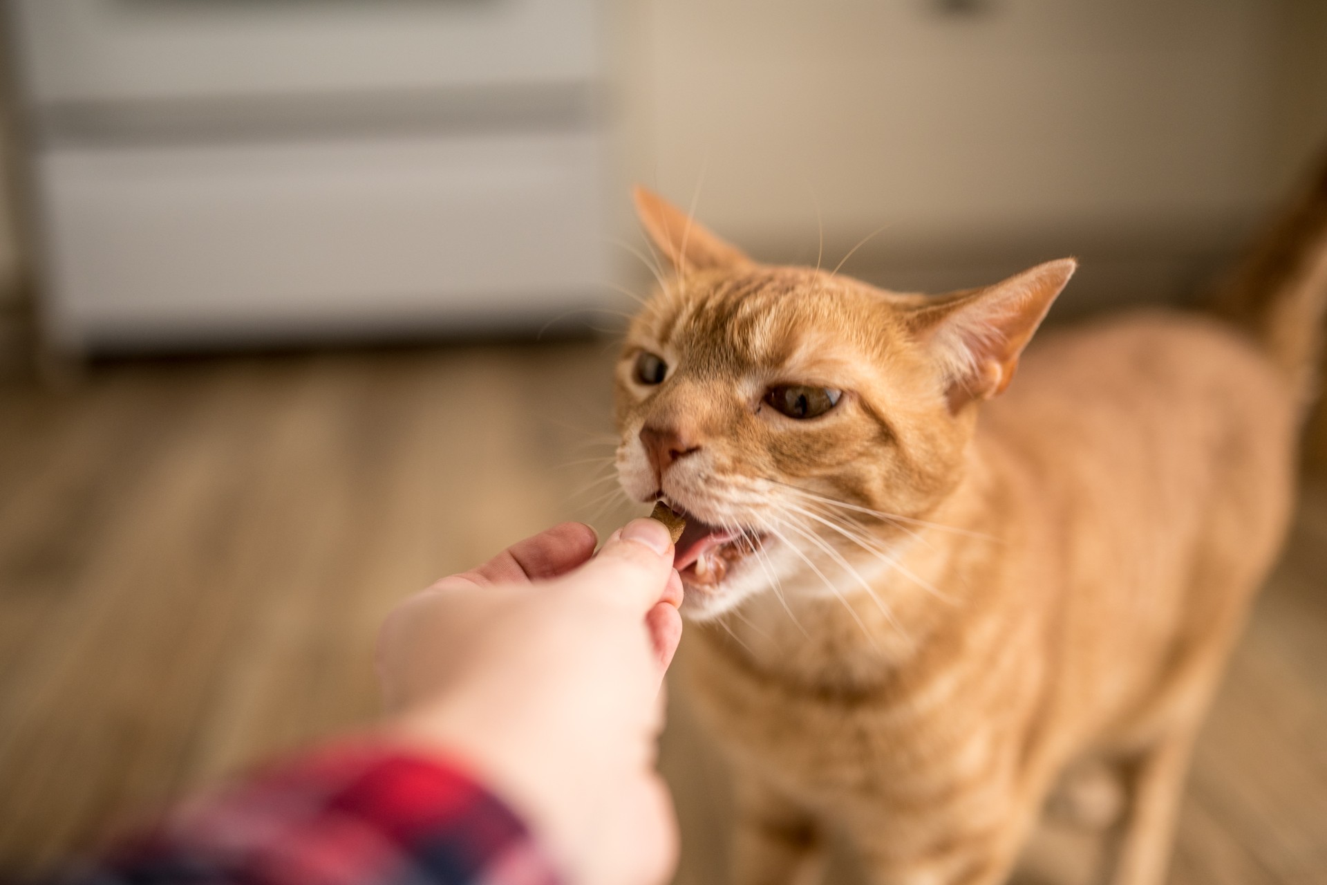 A tabby cat eating a treat.
