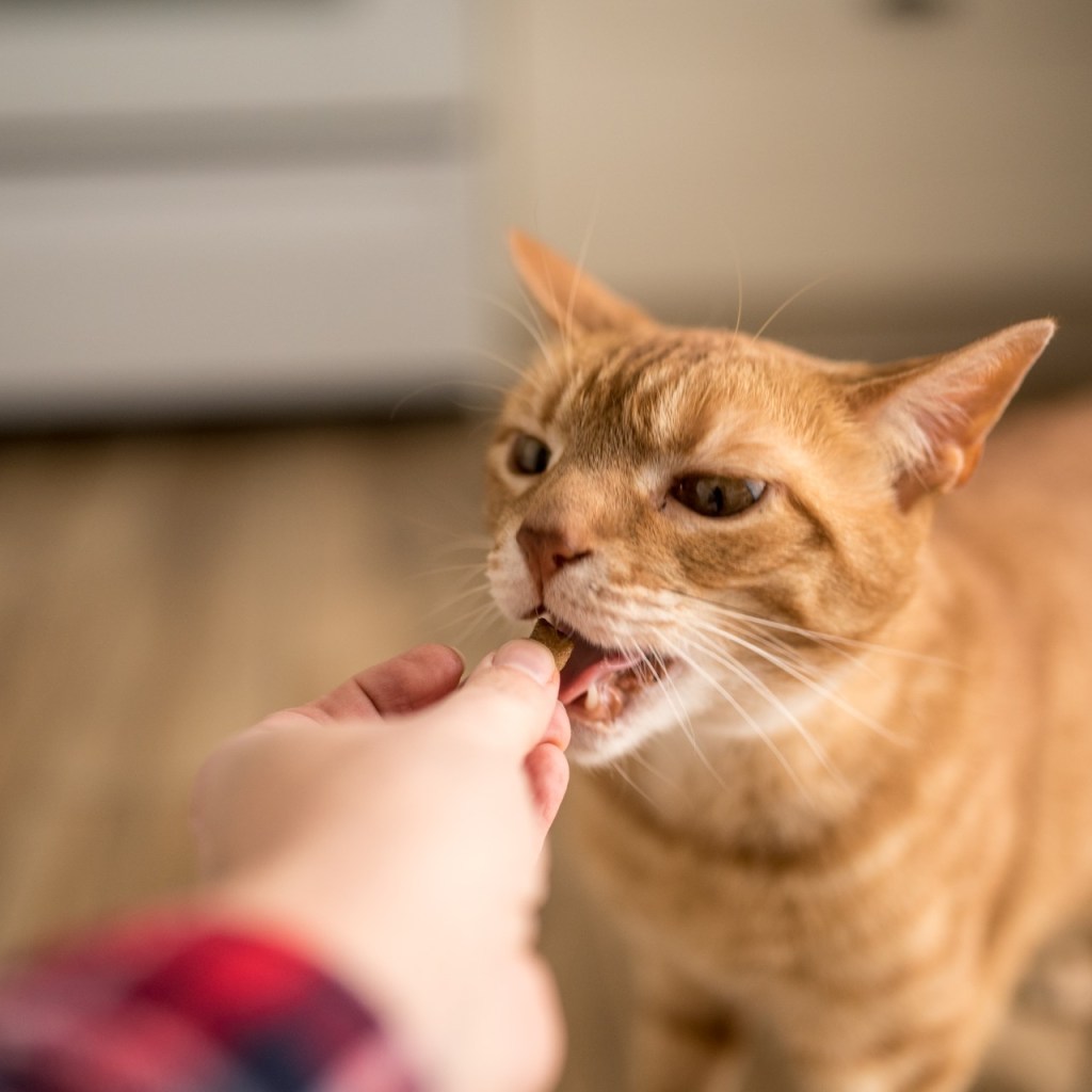 Cat eating treat