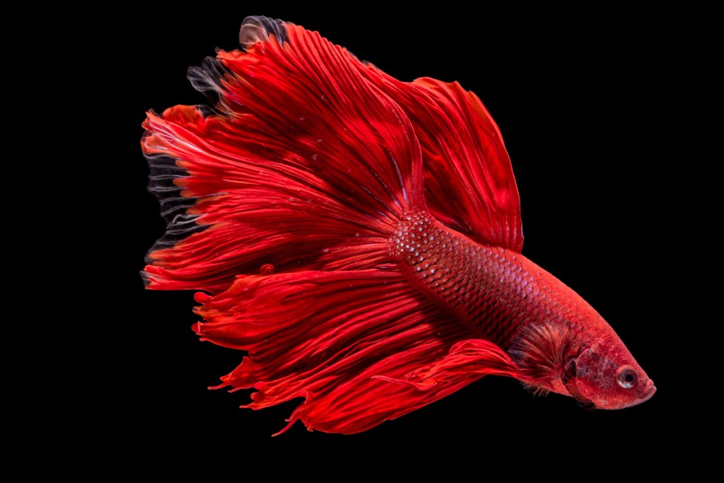Raudona betta žuvis