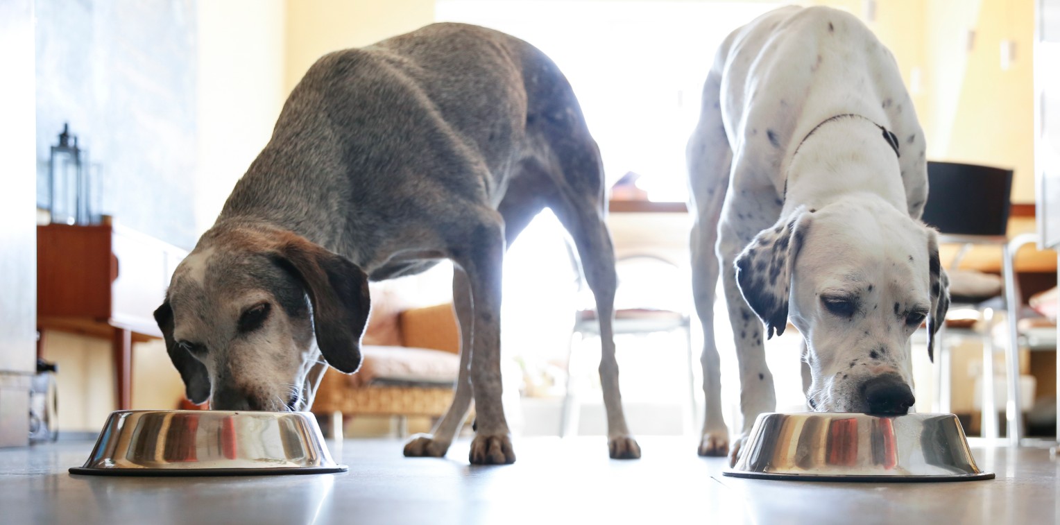Two large dogs eating from metal bowls