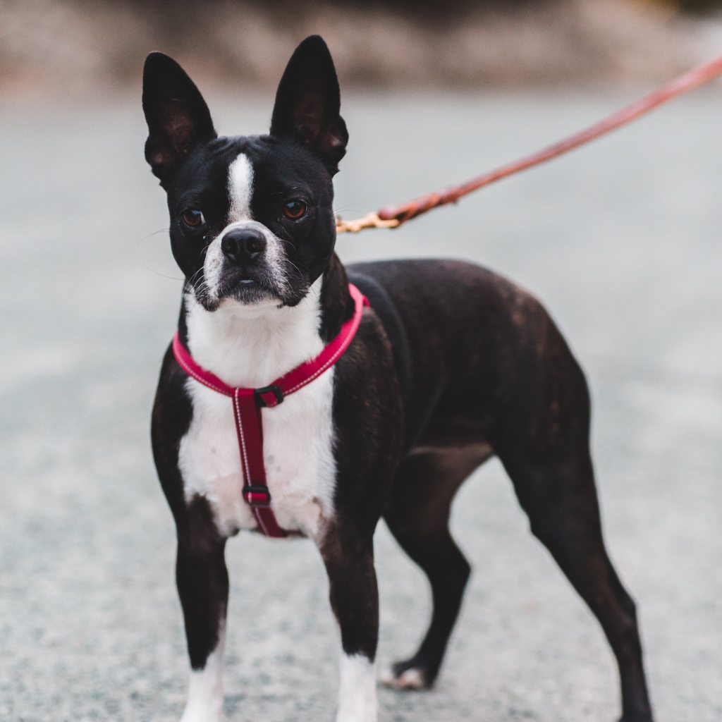 dog standing on street wearing red chest harness and leash