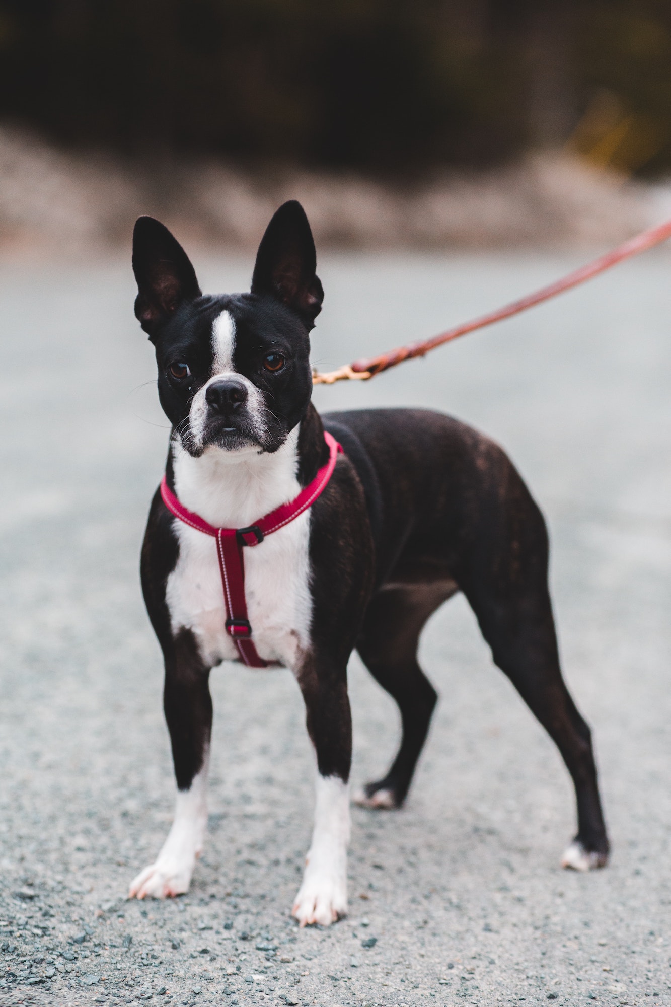 dog standing on street wearing red chest harness and leash