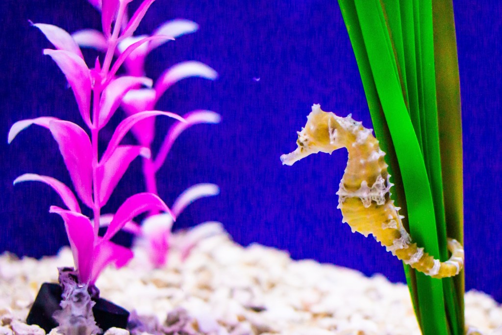 Yellow seahorse in aquarium