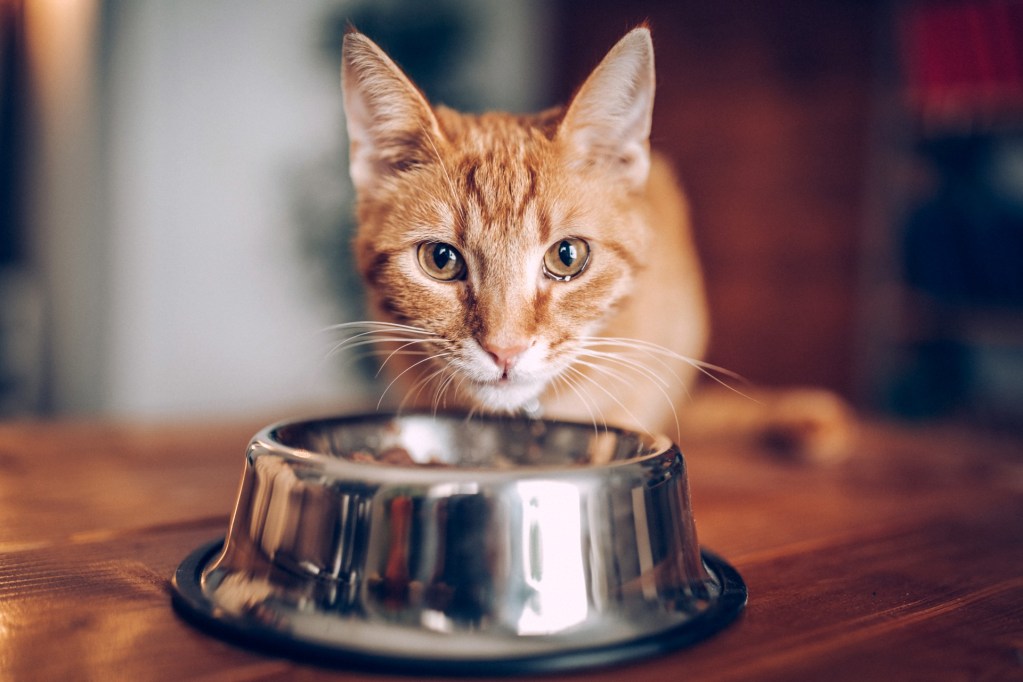 Orange cat with metal bowl
