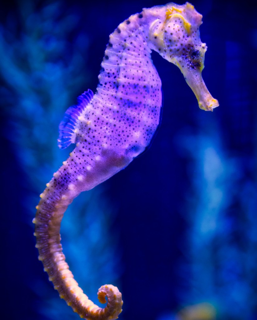 Purple seahorse swimming