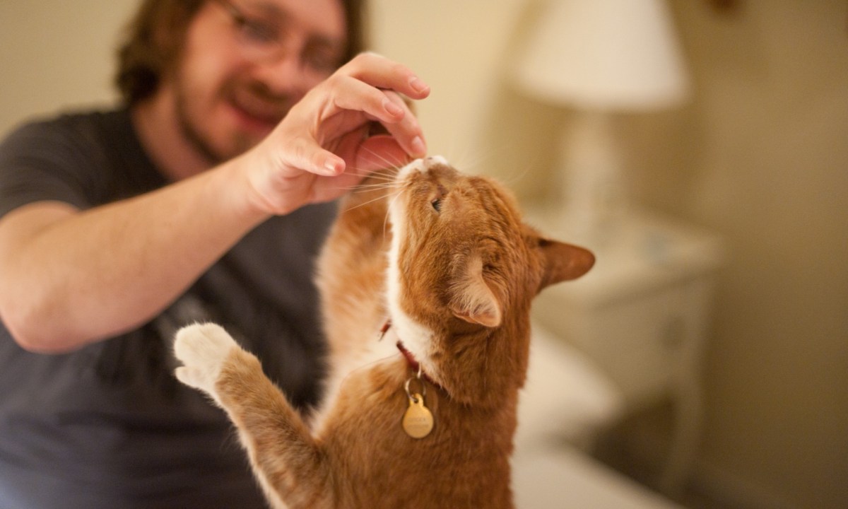 Man feeding cat a treat