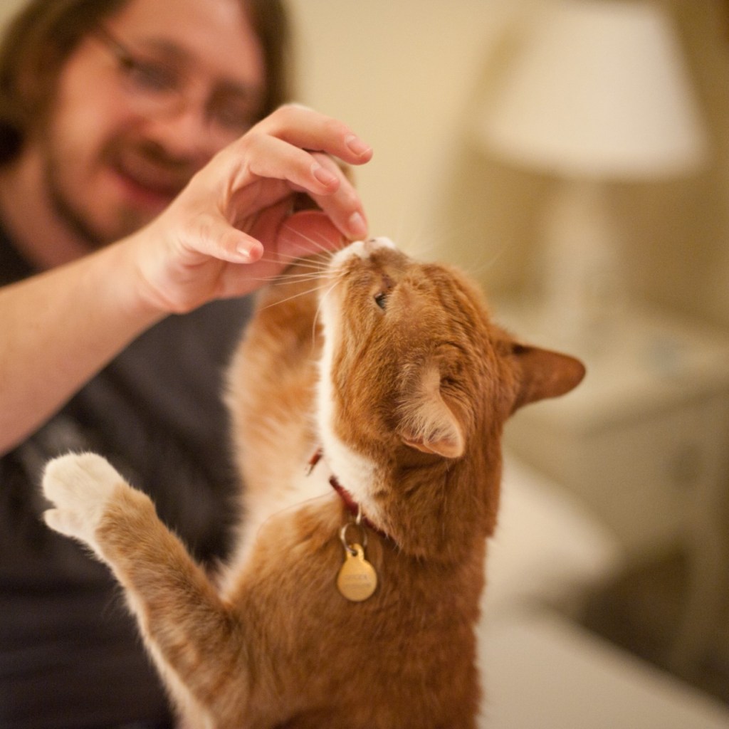 Man feeding cat a treat