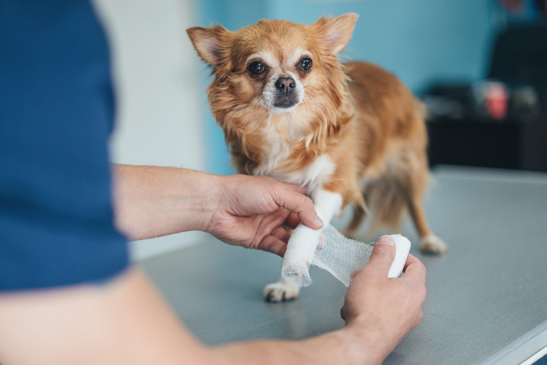 Chihuahua being bandaged by owner