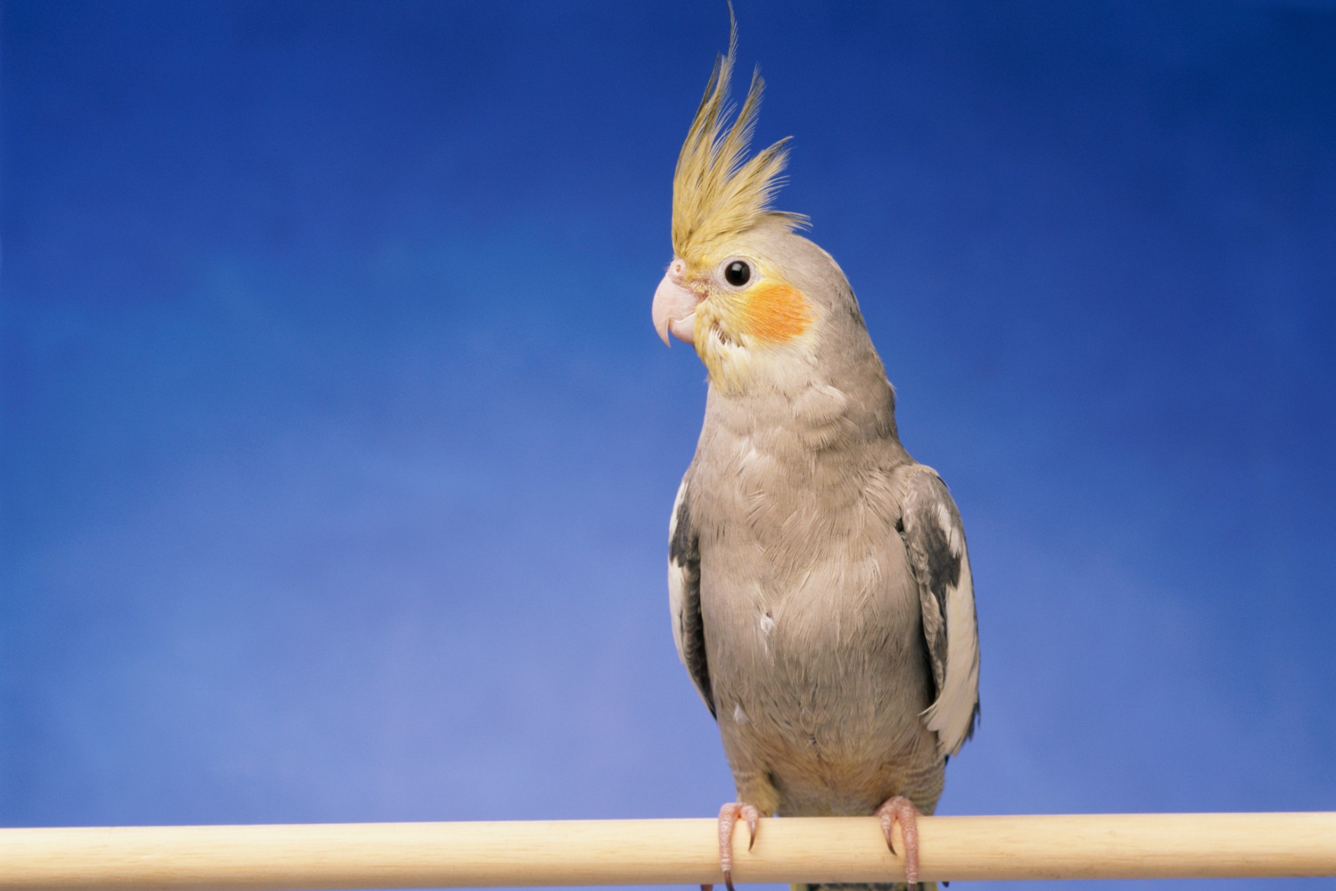 Dog holding leash in its mouth