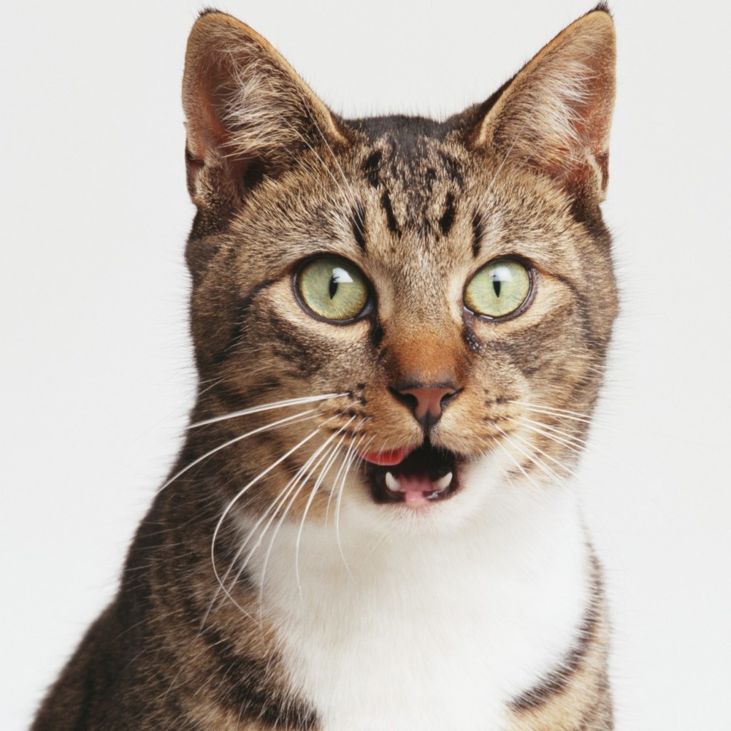 Calico katė su atvira burna