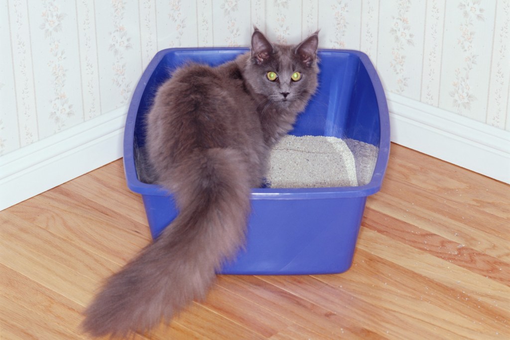 Gray cat in litter box