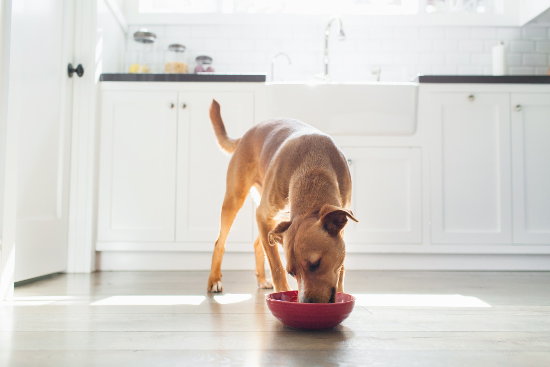 Large dog eating in kitchen