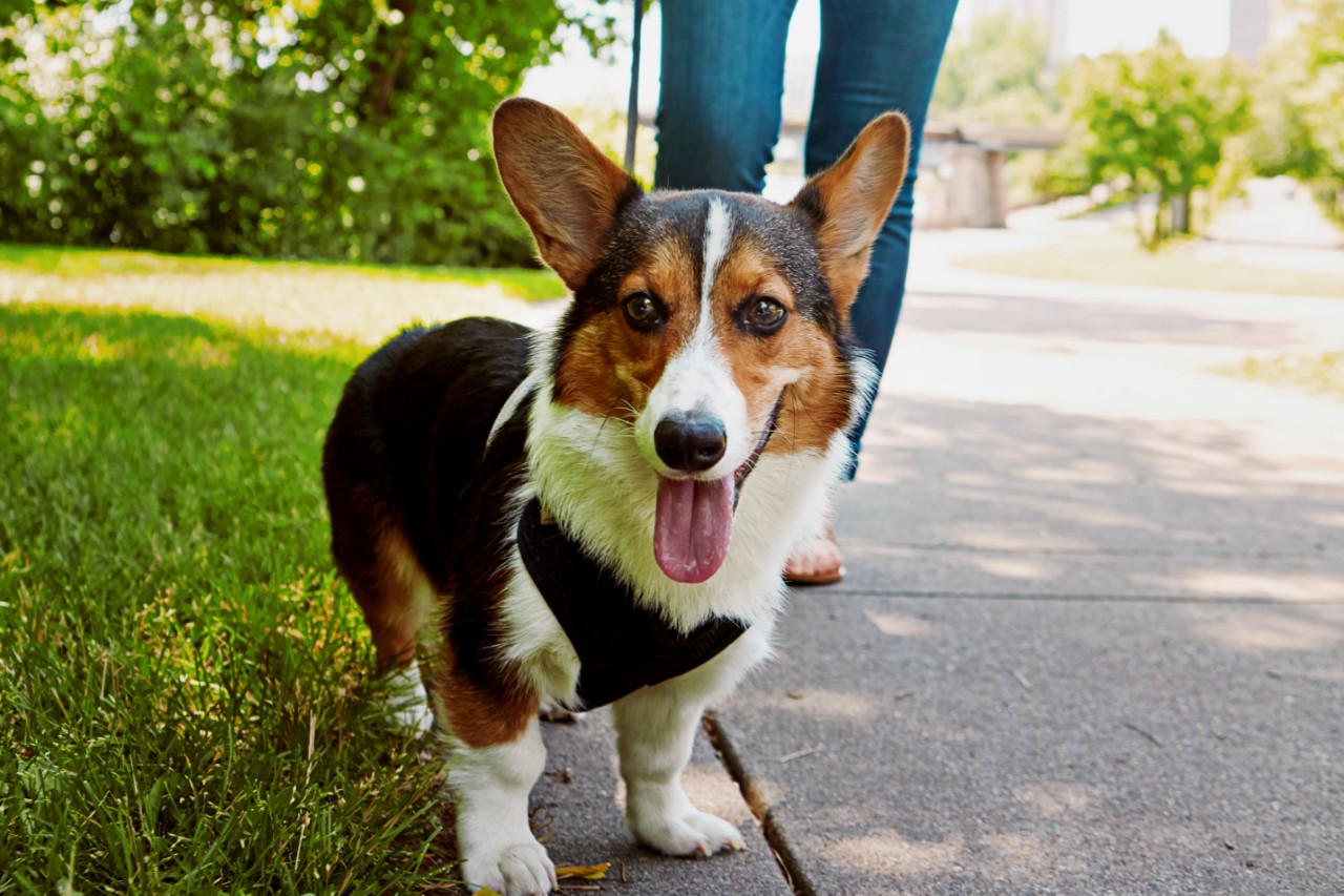Small dog being walked between grass and a sidewalk