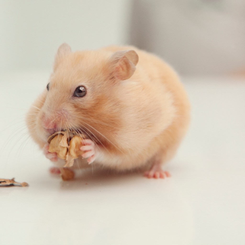 Hamster eating a nut