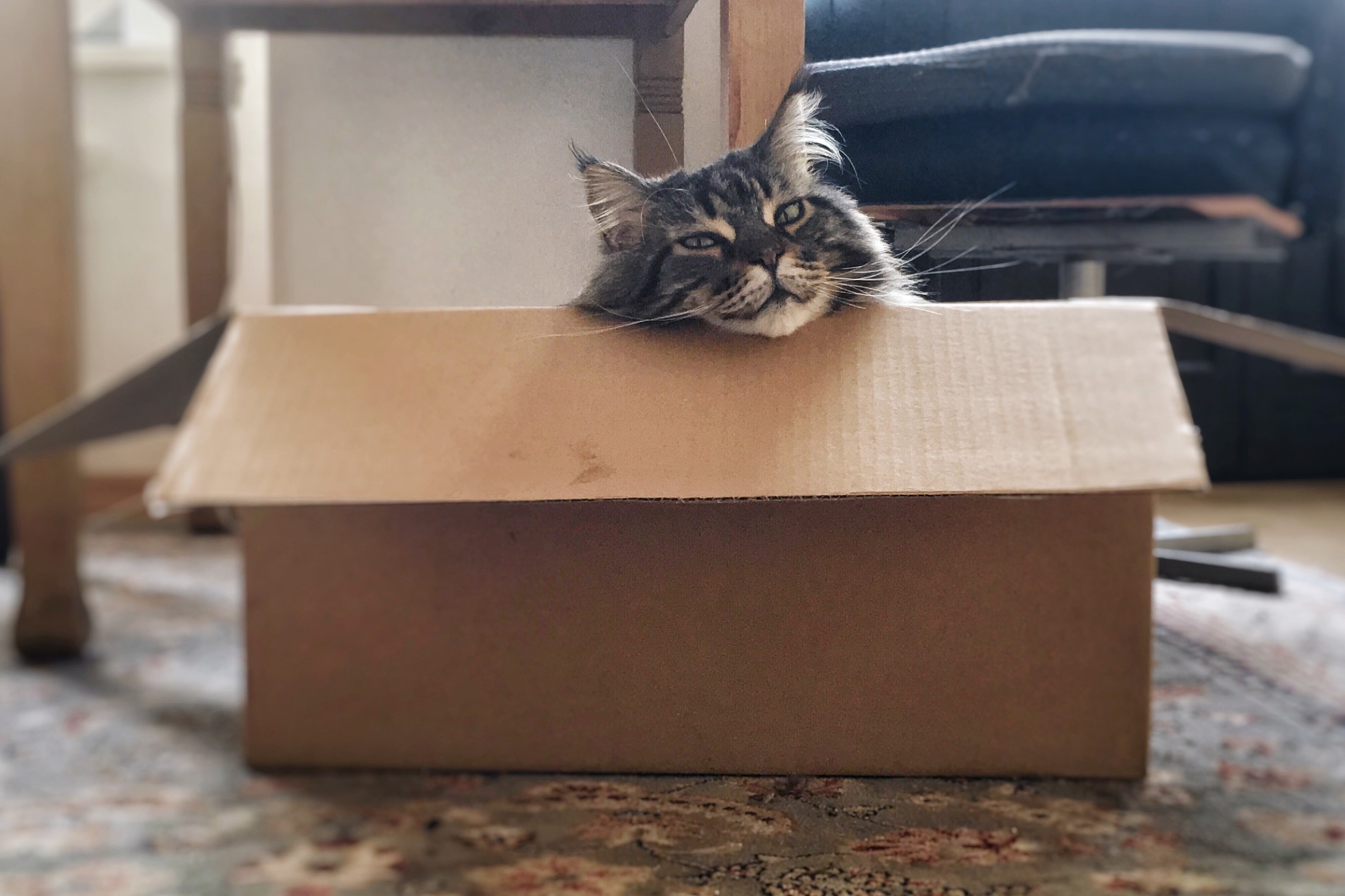 Gray cat in cardboard box