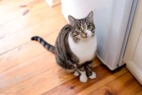 Cat sitting in front of refrigerator
