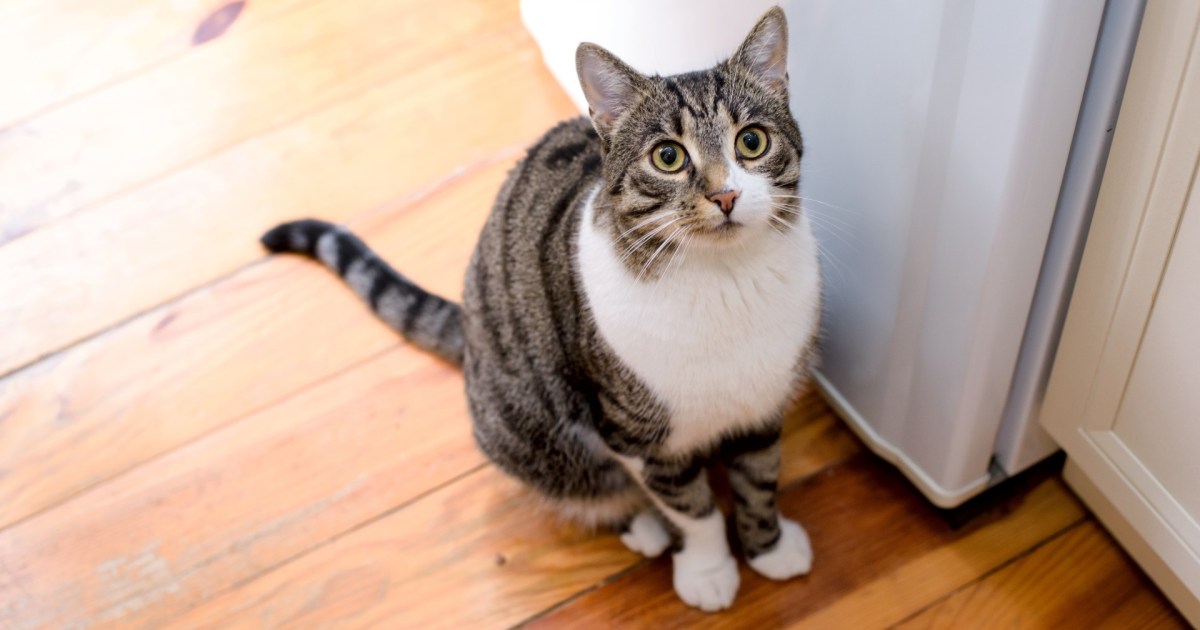 Can You Freeze Wet Cat Food? The Answer May Surprise You PawTracks