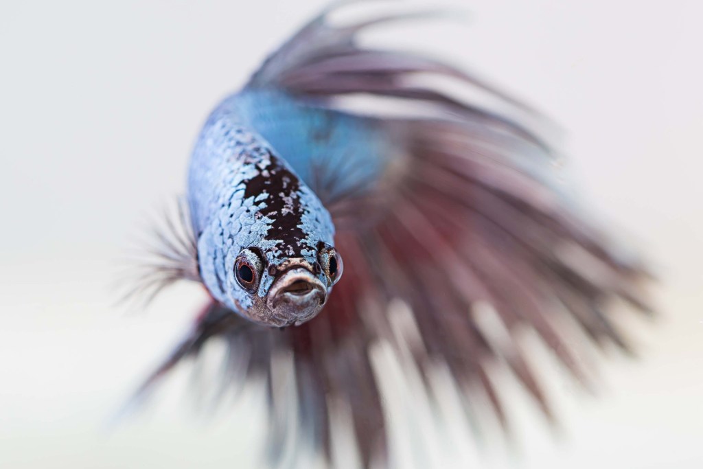 Blue betta fish staring at the camera