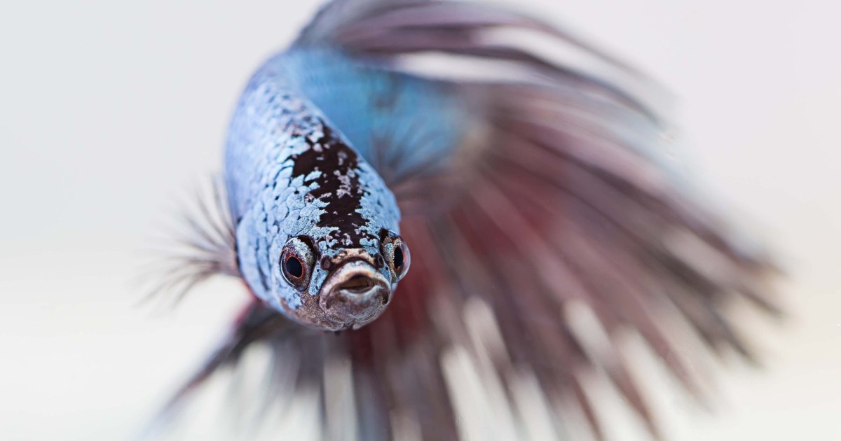 Kokios žuvys gali gyventi su Bettas?  5 Betta draugiškos žuvys