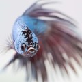 Blue betta fish