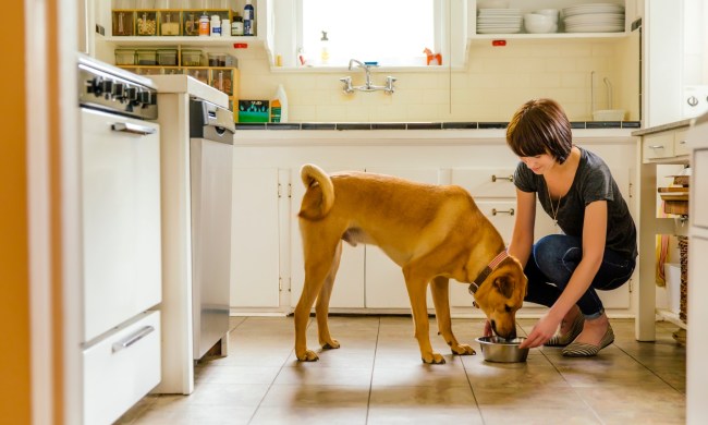 Woman feeding dog in kitchen