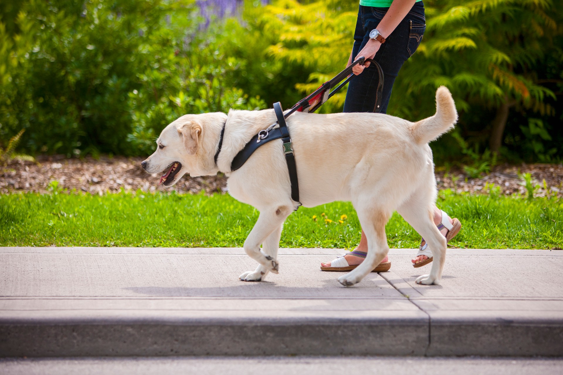 Dog on sidewalk in harness