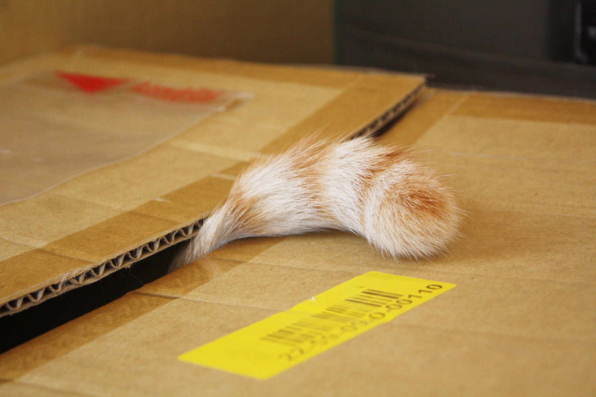 Cat tail sticking out of a box