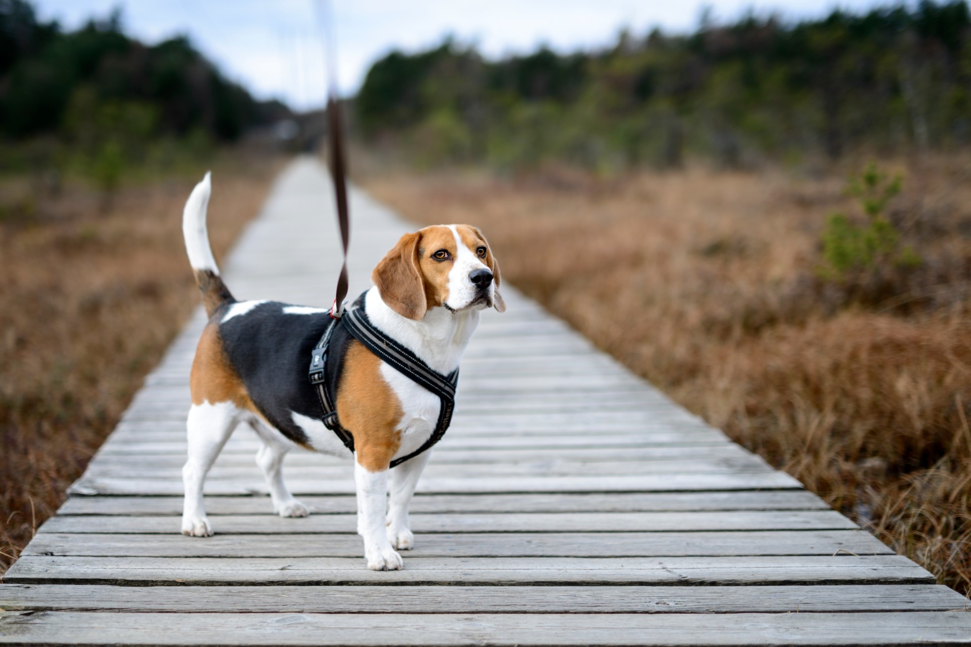 Beagle in harness on wooden walkway