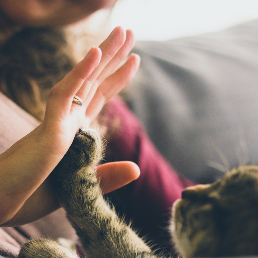 Cat touching a person's hand with paw