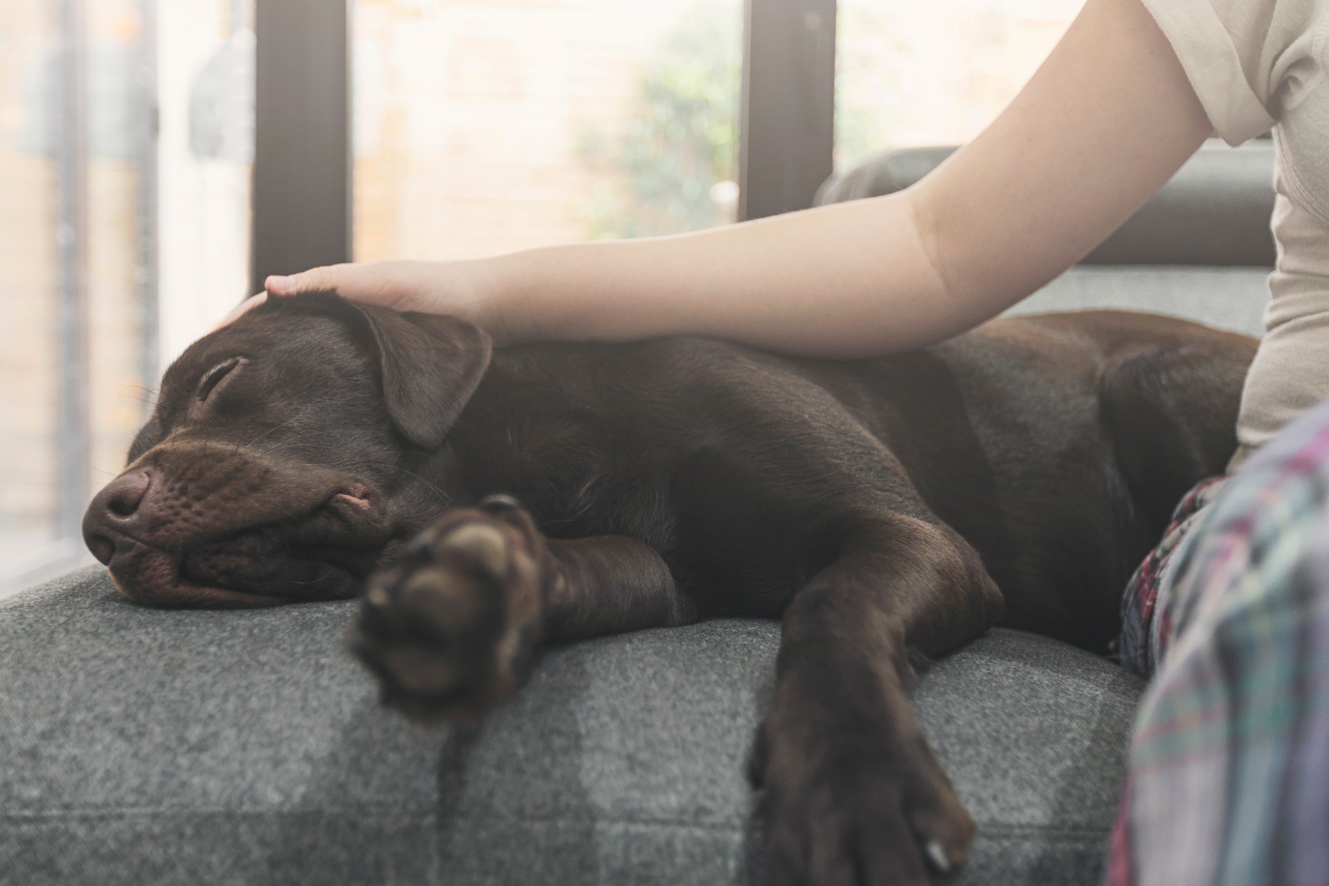 Old brown dog sleeping