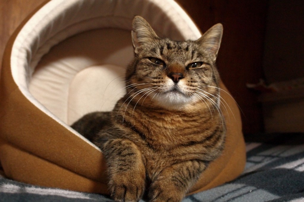 Calico katė katės guolyje